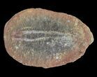 Didontogaster Fossil Worm (Pos/Neg) - Mazon Creek #70593-2